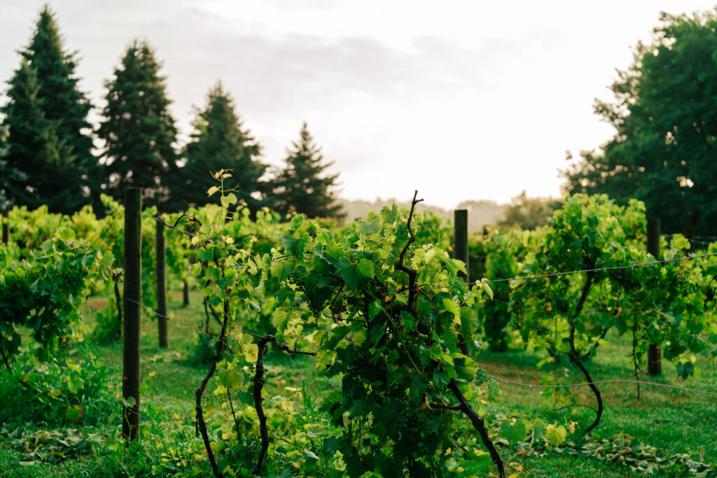 A golden hour shot of beautiful grape vines at Inisfree Estate in Southwest Michigan