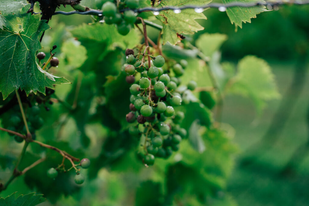 An close up view of beautiful grapes grown on the vine at Inisfree Estate in Southwest Michigan